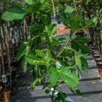 Figovník jedlý (Ficus Carica) ´BROGIOTTO BIANCO´ - výška 130-160 cm, kont. C10L (-16°C) 